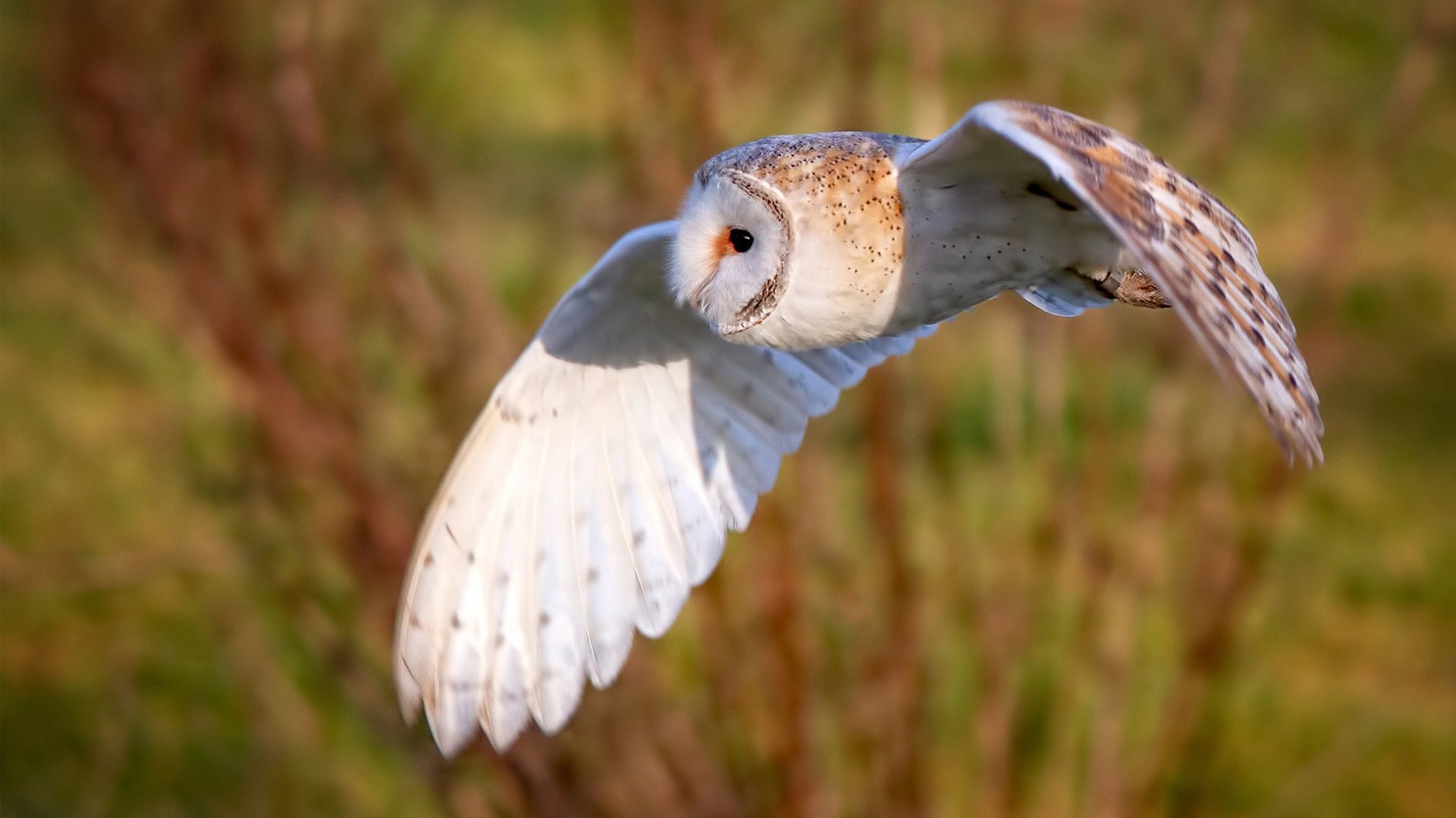 篮球运动员赛季训练计划的制定与调整,篮球运动员训练时间