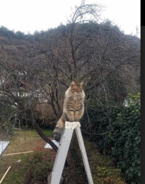 篮球运动员赛季训练计划的制定与调整,篮球运动员训练时间