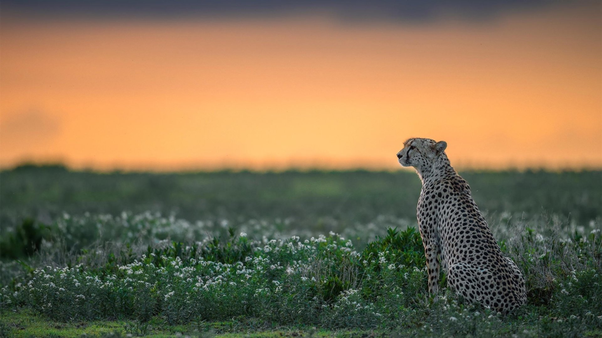 CBA联赛引入高科技裁判辅助系统,cba裁判篮球