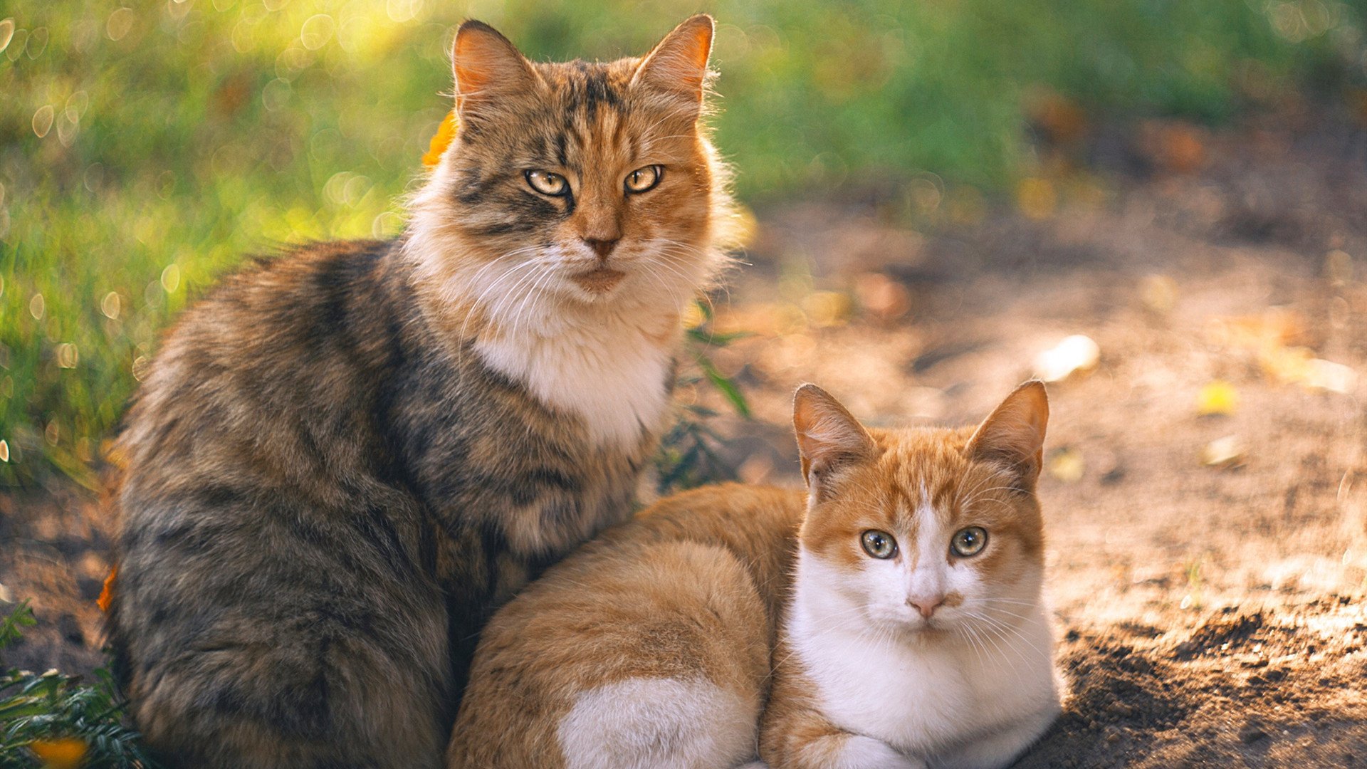 五大联赛外援政策是否影响本土球员成长,五大联赛外援占比率