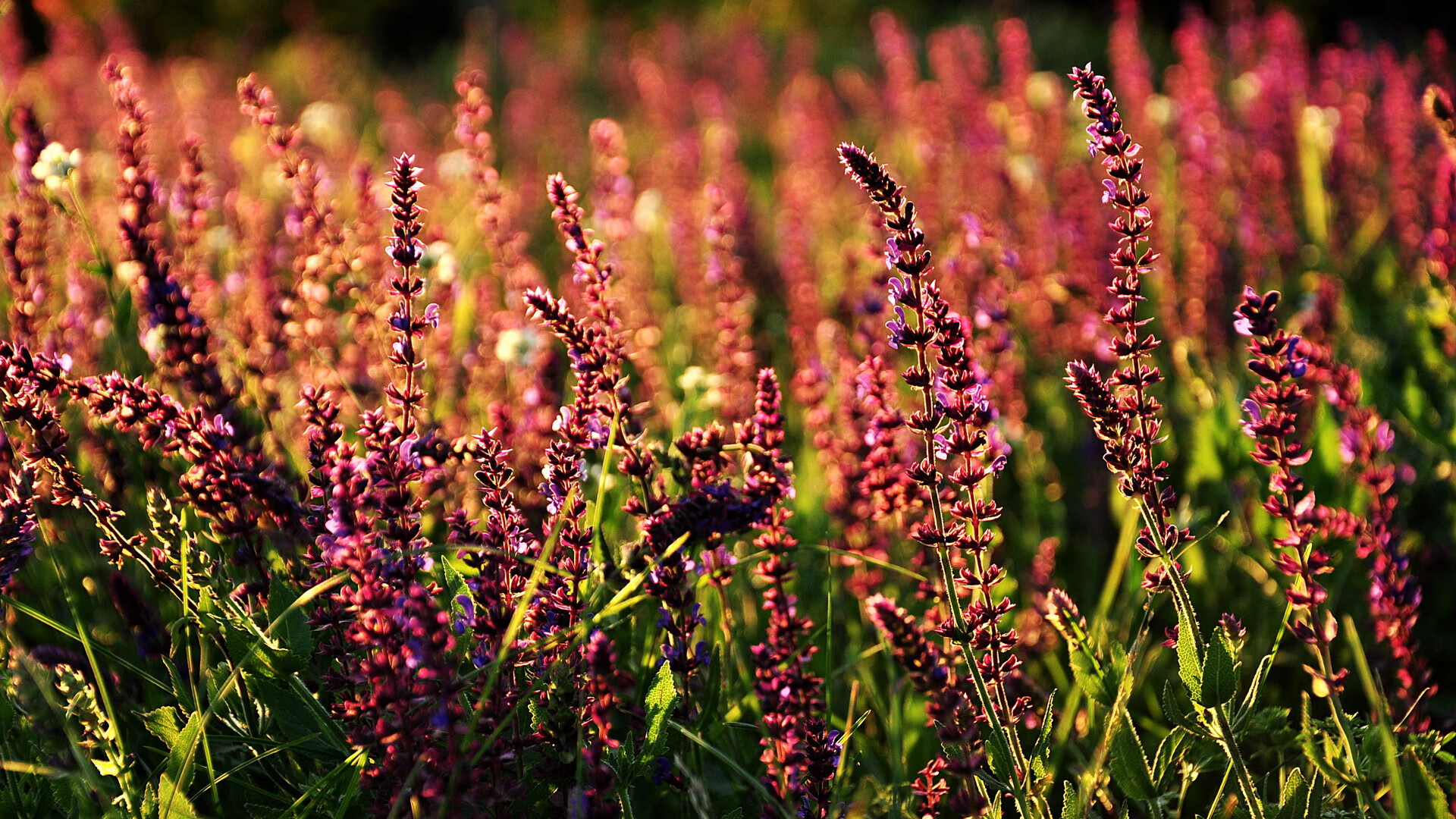 体育新闻中心参与建设体育元宇宙内容展示平台
