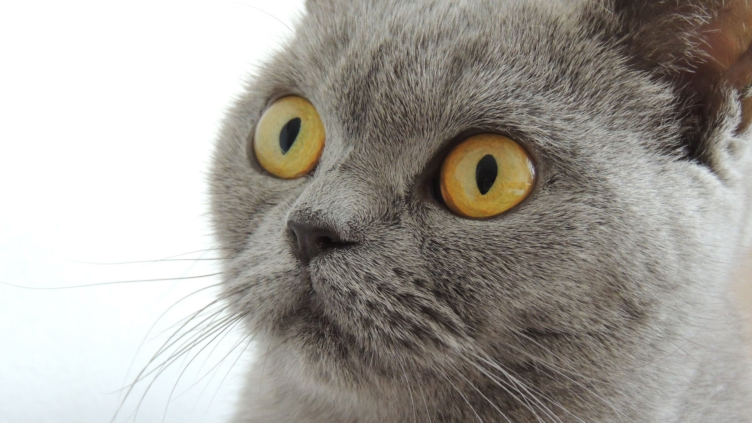 广东王朝终结季后赛出局引发震荡,广东王是谁