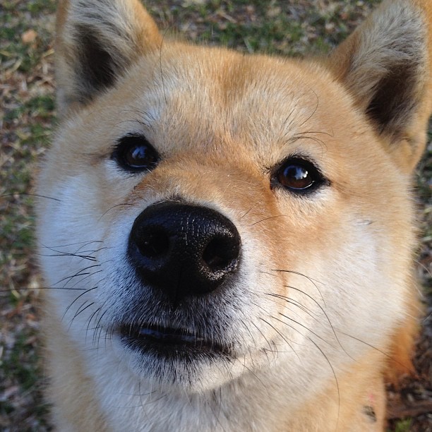 本届友谊赛集中了中东外援选手与本土潜力球员,中东足球强队有哪些