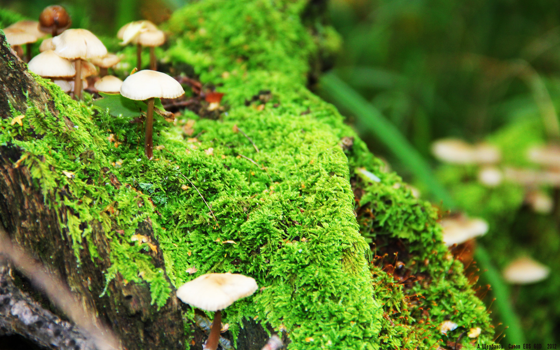 波兰队在国际乒联混合团体世界杯中的攻防策略分析,波兰乒乓球水平