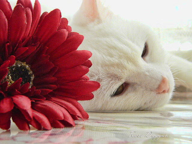 花样滑冰技术动作不断创新,花样滑冰滑行技术