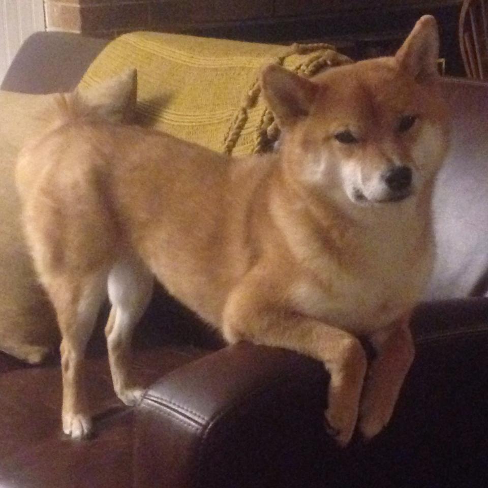 足球比赛视频解读缺少战术层次引导,足球比赛体系与战术打法