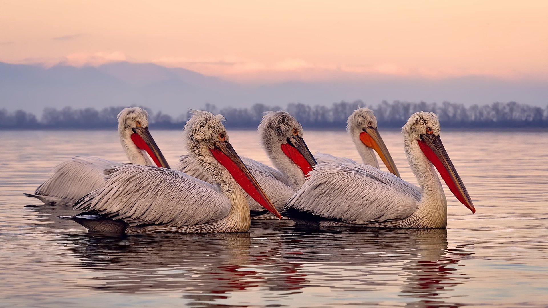 加拿大男篮历史性闯入奥运会八强,刷新历史纪录,加拿大男篮没进奥运会