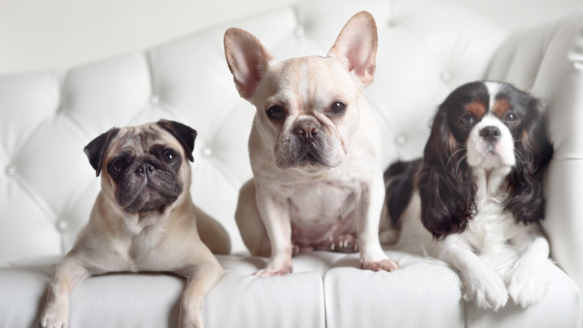 大卫·波波维奇完美入水引爆全场,大卫 波波维奇