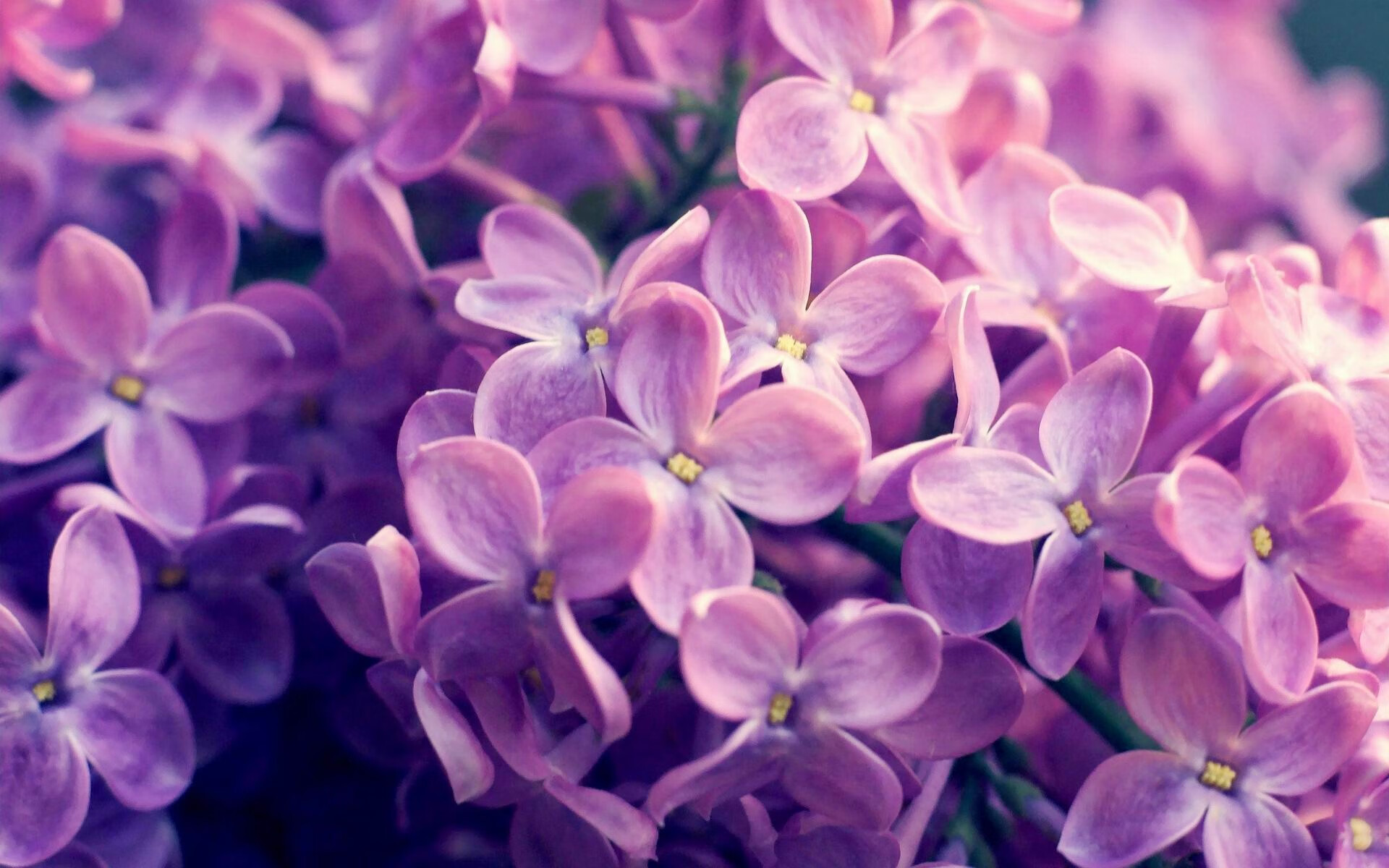 德甲联赛球迷参与度提升策略,德甲有观众