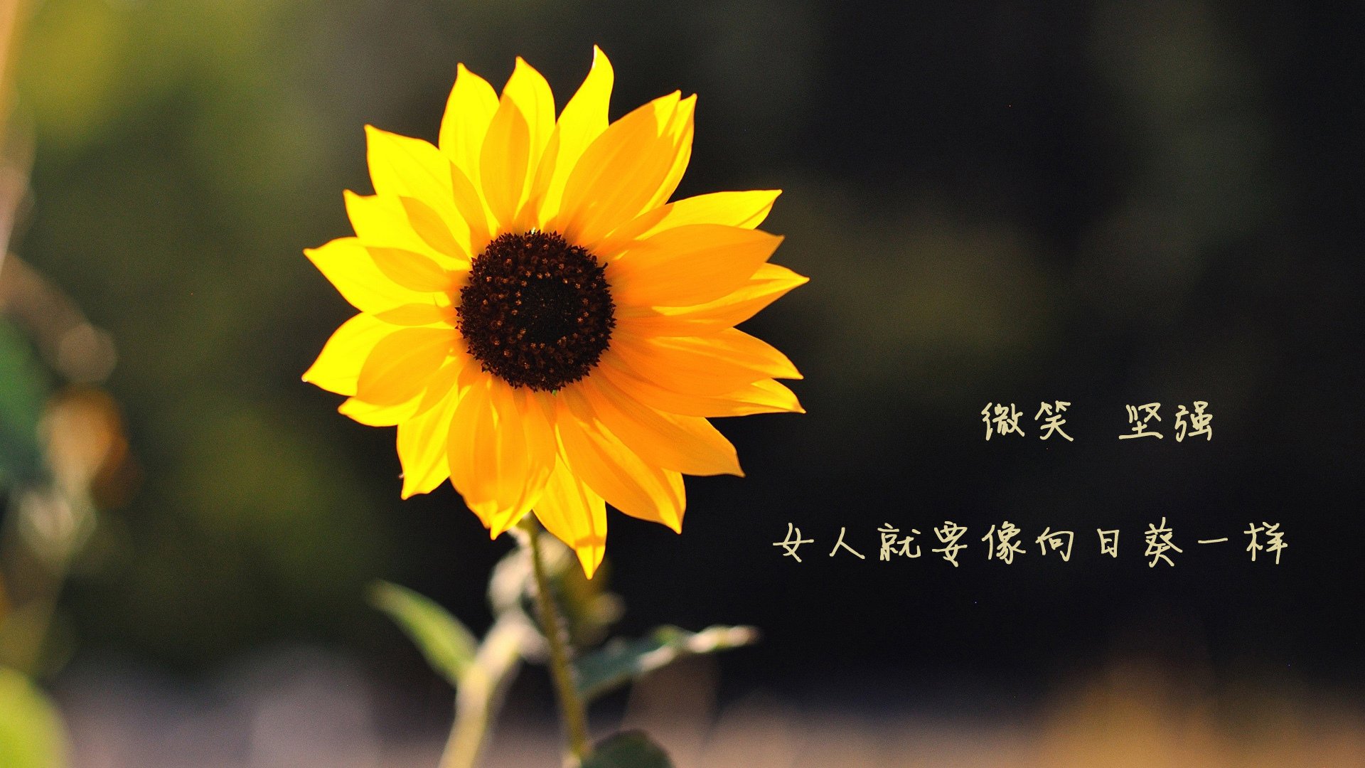 kaiyun开云体育-校园足球课后社团建设带动多维度足球文化氛围，足球社团授课内容