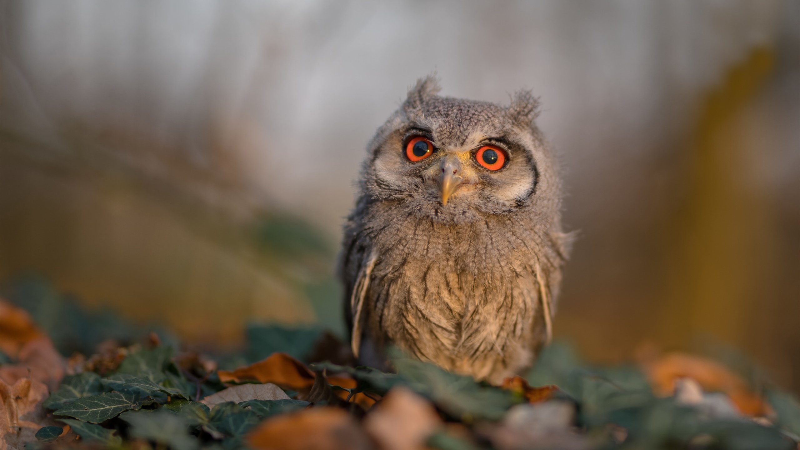 欧洲杯变阵奇兵:战术创新,奇迹不断!,欧洲杯变盘分析