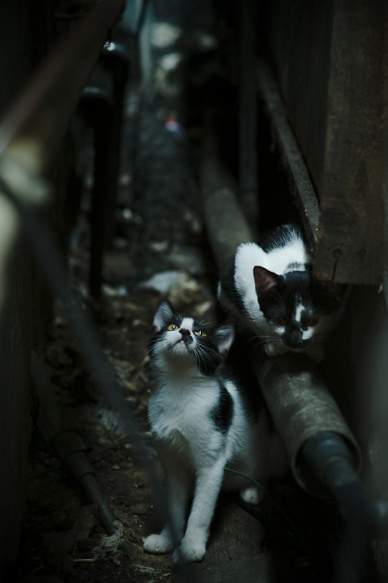 球队防守效率数据公开,分析师受邀解读战绩波动,nba2021球队防守效率值