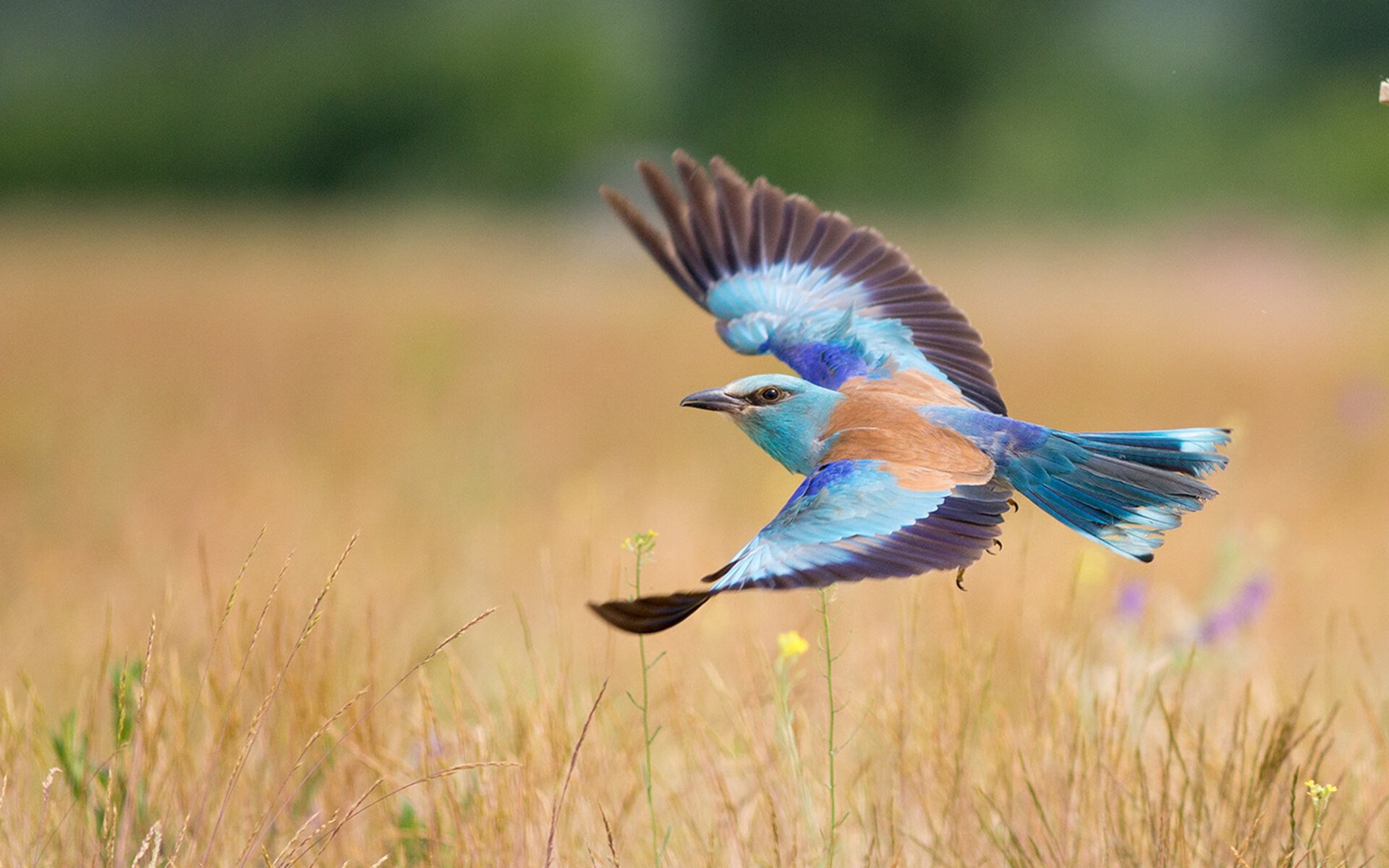 开云体育网站-约翰·恩多耶-布鲁阿尔沉着冷静夺得佳绩，约翰·布鲁诺