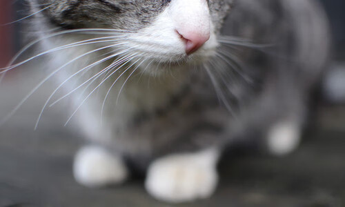 蛙泳选手状态回暖吉尔吉斯斯坦表现突出，吉尔吉斯坦摔跤手