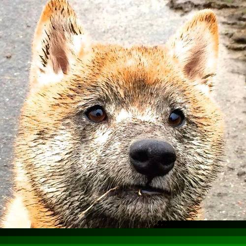 Radisavljevic 每次触地都刻画梦想