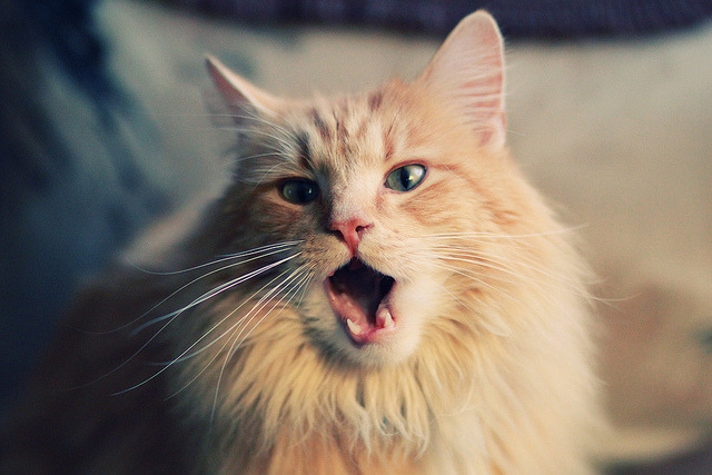 中国元素融入足球：U22国足主帅用“兵马俑”表达敬意